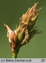 Carex chordorrhiza (turzyca strunowa)