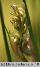 Scheuchzeria palustris (bagnica torfowa)