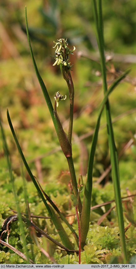 Scheuchzeria palustris (bagnica torfowa)