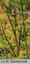 Scheuchzeria palustris (bagnica torfowa)