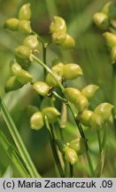 Scheuchzeria palustris (bagnica torfowa)