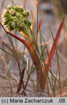 Petasites spurius (lepiężnik kutnerowaty)