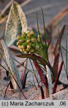 Petasites spurius (lepiężnik kutnerowaty)