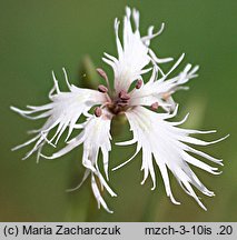 Dianthus arenarius ssp. borussicus (goździk piaskowy)