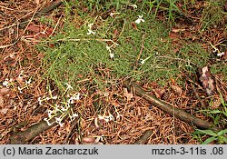 Dianthus arenarius ssp. borussicus (goździk piaskowy)