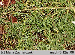 Dianthus arenarius ssp. borussicus (goździk piaskowy)