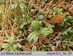 Arctostaphylos uva-ursi (mącznica lekarska)