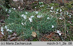 Dianthus arenarius ssp. borussicus (goździk piaskowy)