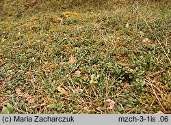 Arctostaphylos uva-ursi (mącznica lekarska)