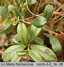 Arctostaphylos uva-ursi (mącznica lekarska)