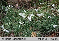 Dianthus arenarius (goździk piaskowy)