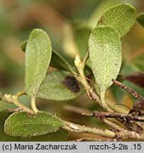 Arctostaphylos uva-ursi (mącznica lekarska)