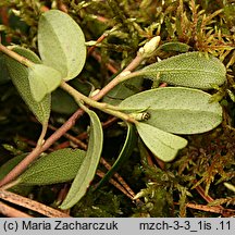 Arctostaphylos uva-ursi (mącznica lekarska)