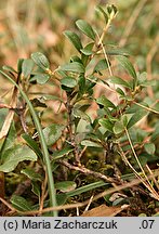 Arctostaphylos uva-ursi (mącznica lekarska)