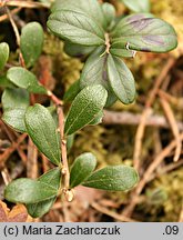 Arctostaphylos uva-ursi (mącznica lekarska)