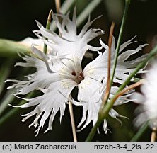 Dianthus arenarius ssp. borussicus (goździk piaskowy)