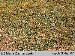 Arctostaphylos uva-ursi (mącznica lekarska)