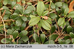 Arctostaphylos uva-ursi (mącznica lekarska)