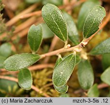 Arctostaphylos uva-ursi (mącznica lekarska)