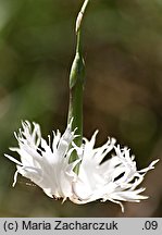 Dianthus arenarius ssp. borussicus (goździk piaskowy)