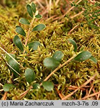 Arctostaphylos uva-ursi (mącznica lekarska)