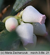 Arctostaphylos uva-ursi (mącznica lekarska)