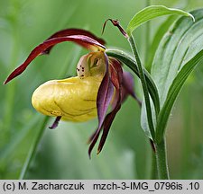 Cypripedium calceolus (obuwik pospolity)