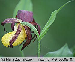 Cypripedium calceolus (obuwik pospolity)