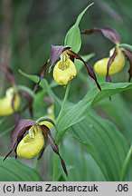 Cypripedium calceolus (obuwik pospolity)