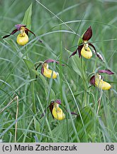 Cypripedium calceolus (obuwik pospolity)