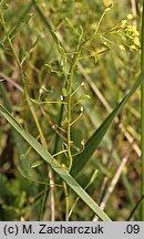 Draba nemorosa (głodek żółty)