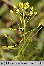 Draba nemorosa (głodek żółty)