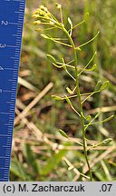 Draba nemorosa (głodek żółty)