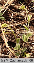 Draba nemorosa (głodek żółty)