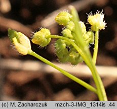 Draba nemorosa (głodek żółty)