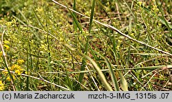 Draba nemorosa (głodek żółty)