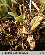 Draba nemorosa (głodek żółty)