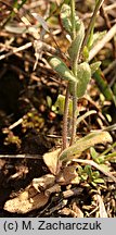 Draba nemorosa (głodek żółty)