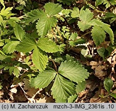 Potentilla micrantha (pięciornik drobnokwiatowy)