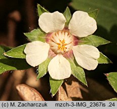 Potentilla micrantha (pięciornik drobnokwiatowy)