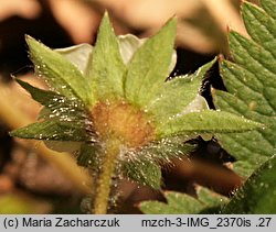 Potentilla micrantha (pięciornik drobnokwiatowy)