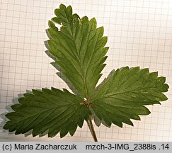 Potentilla micrantha (pięciornik drobnokwiatowy)