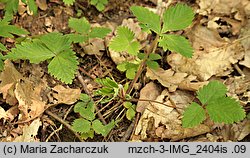 Potentilla micrantha (pięciornik drobnokwiatowy)