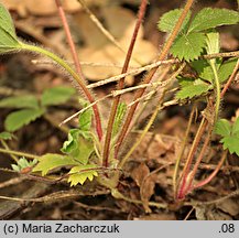 Potentilla micrantha (pięciornik drobnokwiatowy)