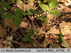 Potentilla micrantha (pięciornik drobnokwiatowy)