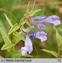 Scutellaria hastifolia (tarczyca oszczepowata)