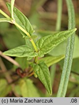 Scutellaria hastifolia (tarczyca oszczepowata)