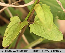 Scutellaria hastifolia (tarczyca oszczepowata)