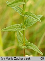 Scutellaria hastifolia (tarczyca oszczepowata)