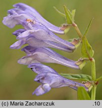 Scutellaria hastifolia (tarczyca oszczepowata)